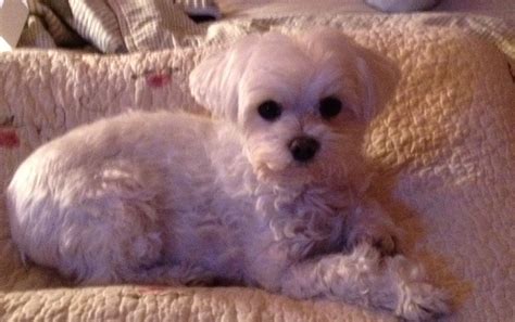 Looking for free small dog or puppy · Ft worth · 11/28. . Craigslist dallas puppies
